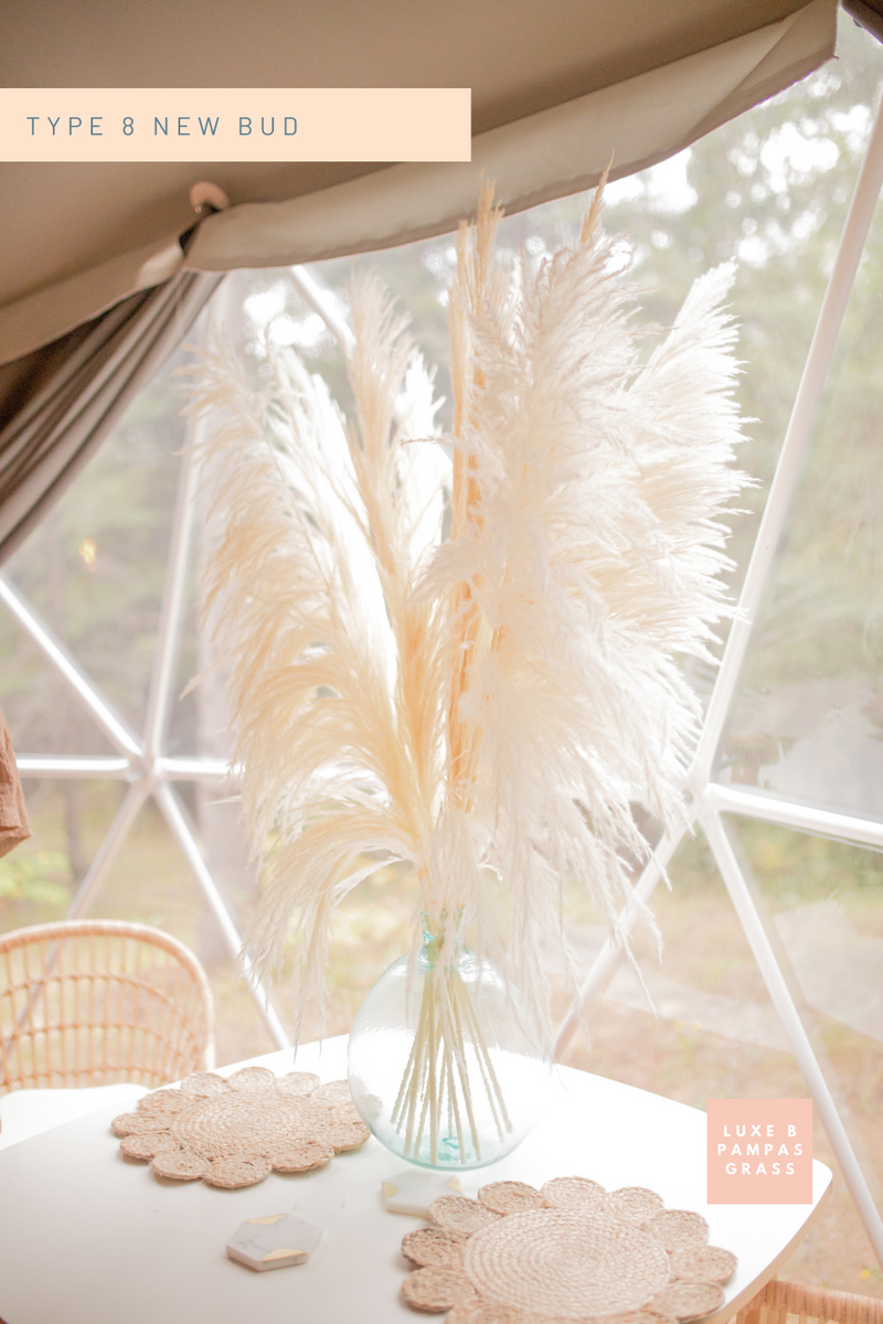 New Limited Edition Type 8 "New Bud " Bleached White PAMPAS GRASS - LUXE B PAMPAS GRASS (5714135875750)