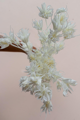 Nigella Bleach White - LUXE B PAMPAS GRASS (5636637687974)