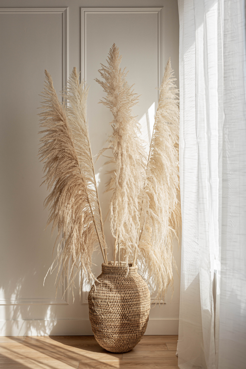 PAMPAS GRASS ( 3 Stem)- Type 8 UVA Stalk Natural - United States , dried flowers and pampas grass American Company. Bulk and wholesale dried flowers and pampas grass fluffy. Large White Pampas Grass 