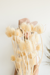 Penelopes - LUXE B PAMPAS GRASS (5801181413542)