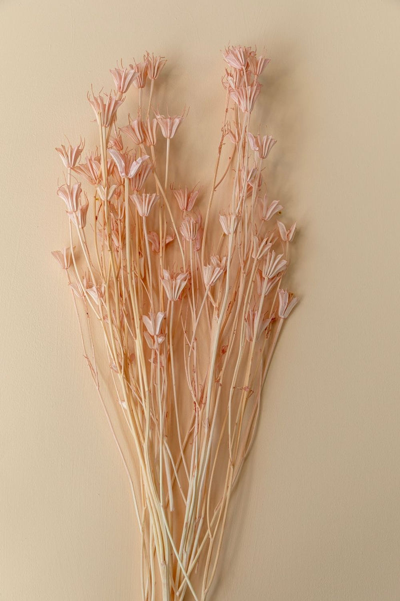Nigella Light Pink - LUXE B Pampas Grass (5636713316518)