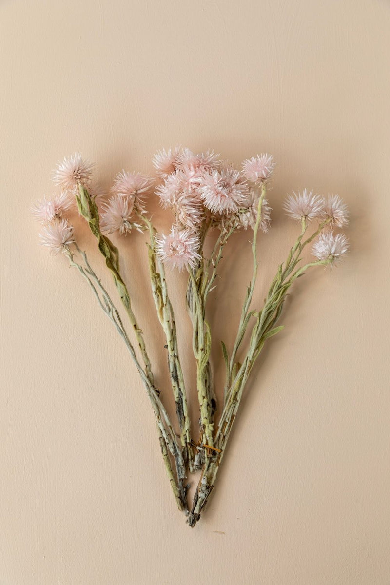 Mini Silver Daisy- Angel Pink - LUXE B Pampas Grass (6606177501350)