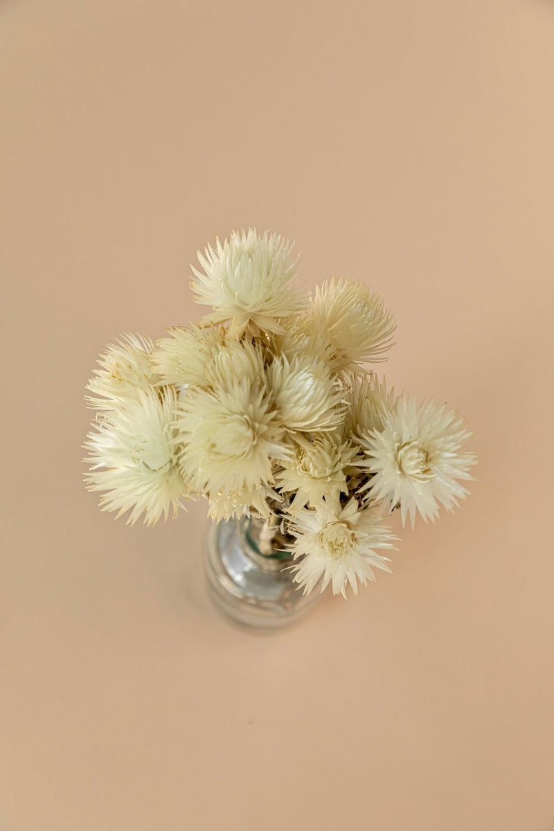 Mini Silver Daisy-White - LUXE B Pampas Grass (6606183399590)
