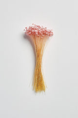 Star Flower Blossom- Bridal Pink - LUXE B Pampas Grass (6608936370342)