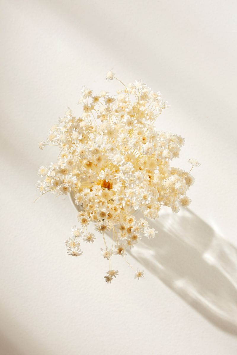 Star Flower Blossom-White - LUXE B Pampas Grass (6608938893478)
