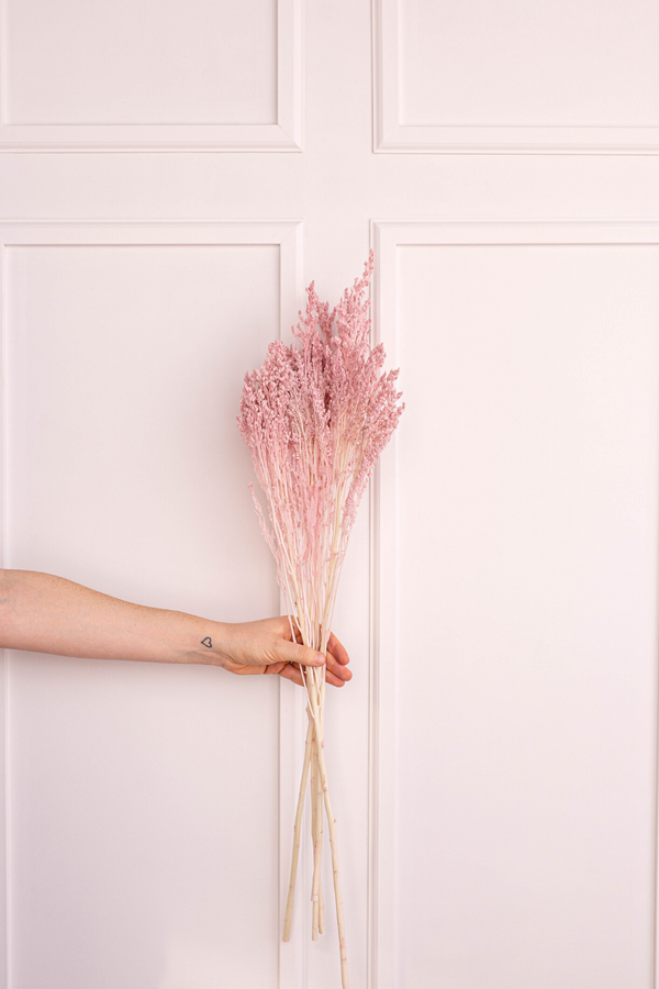 Preserved Solidago Goldenrod - Blush Pink - LUXE B Pampas Grass California