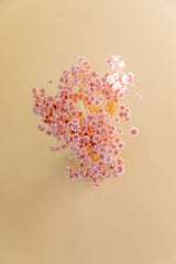 Star Flower Blossom- Bridal Pink - LUXE B Pampas Grass (6608936370342)