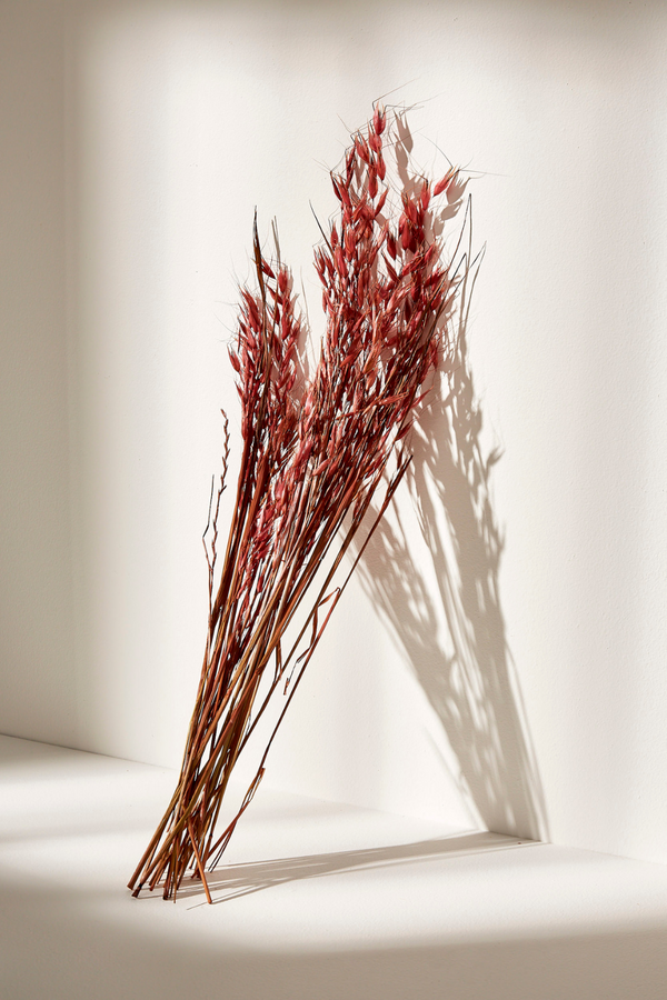 Avena Pubescens- Natural Pink - LUXE B Pampas Grass (6606190543014)