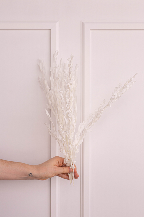 Preserved Parvifolia- White - United States , dried flowers and pampas grass American Company. Bulk and wholesale dried flowers and pampas grass fluffy. Large White Pampas Grass Afloral 