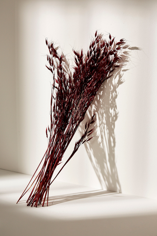 Avena Pubescens- Wine Red - LUXE B Pampas Grass (6606193361062)