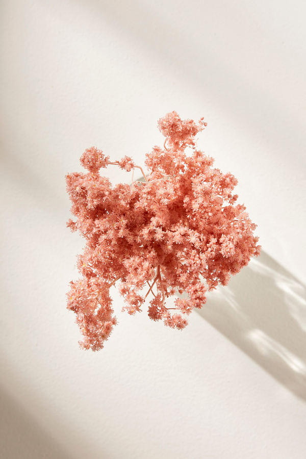Crispum- Silky Pink - Luxe B Pampas Grass Canada   (6606075855014)