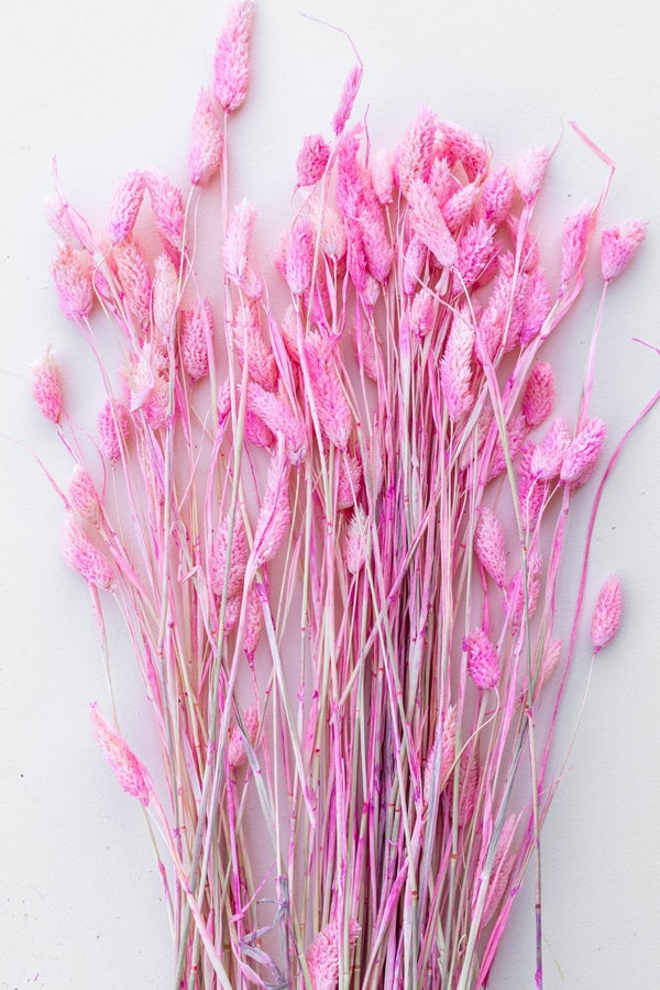 Phalaris Rabbit Tails Very Bright Pink Ombre Pampas Grass - LUXE B PAMPAS GRASS (5933084278950)