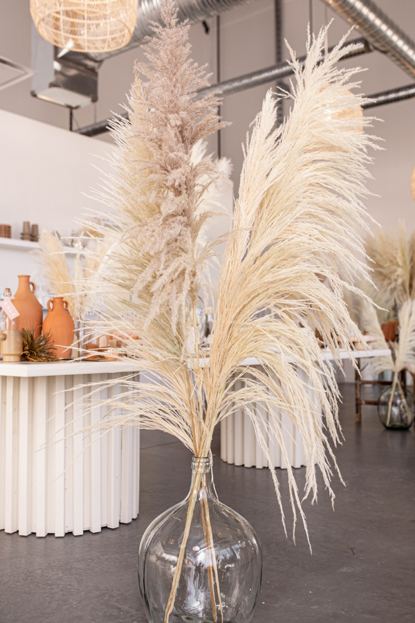 Type 8 Tall Natural UVA 5-6 feet - 6 stems Clearance - United States , dried flowers and pampas grass American Company. Bulk and wholesale dried flowers and pampas grass fluffy. Large White Pampas Grass Afloral 