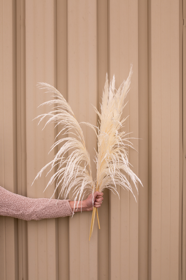Type 10 Silky Preserved Pampas- Natural Cream 5 Stems - LUXE B Pampas Grass (7045423988902)