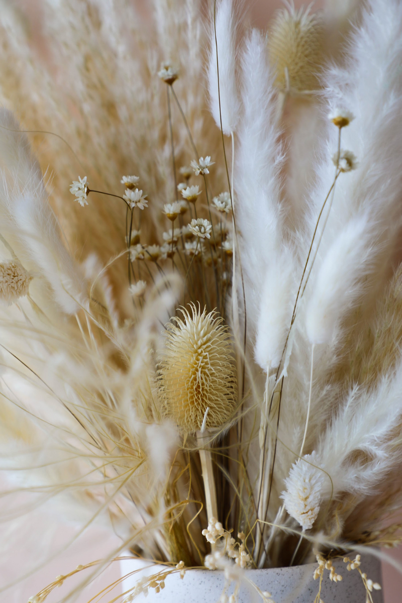 Penelopes - LUXE B PAMPAS GRASS (5801181413542)