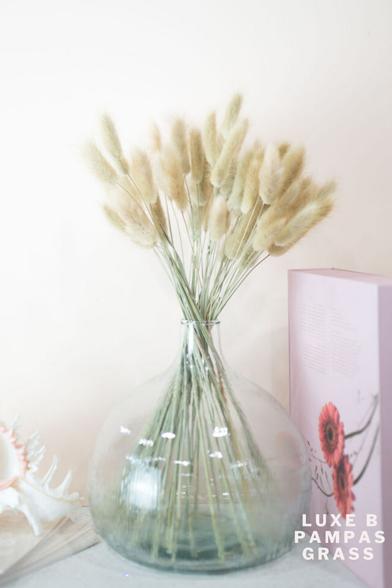 BUNNY TAILS Natural - LUXE B PAMPAS GRASS (1910207217754)