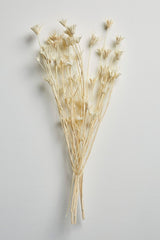 Nigella Bleach White - LUXE B Pampas Grass (5636637687974)