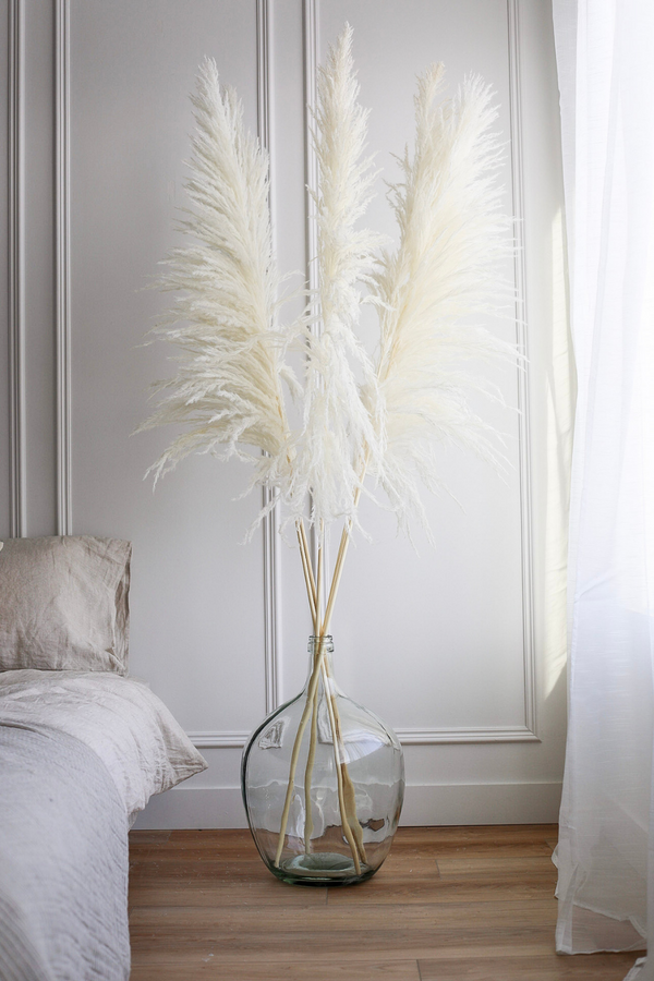 PAMPAS GRASS ( 5 Stem)- Type 8 UVA Stalk - United States , dried flowers and pampas grass American Company. Bulk and wholesale dried flowers and pampas grass fluffy. Large White Pampas Grass Afloral 