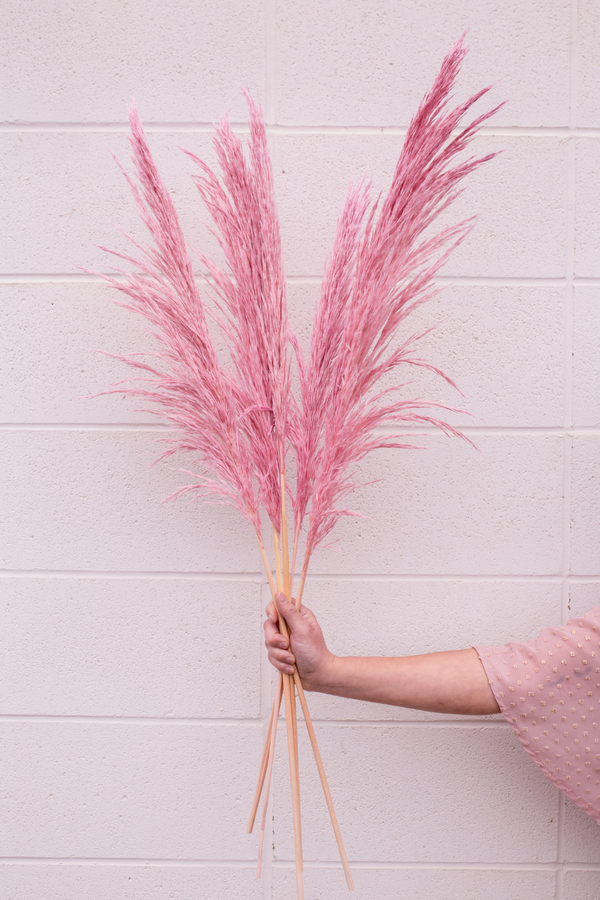 Type 10 Silky Preserved Pampas- Blush Pink 5 Stems - LUXE B Pampas Grass (7045422809254)