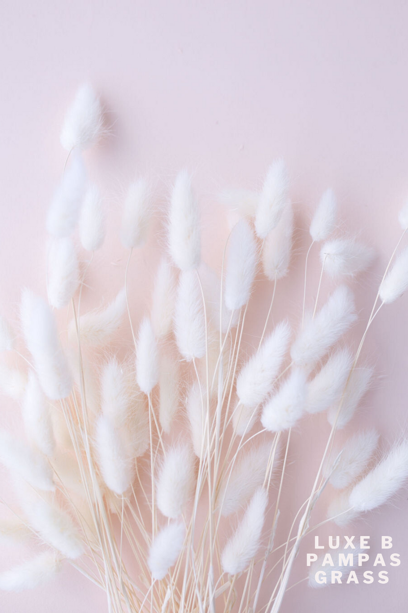 BUNNY TAILS White - LUXE B PAMPAS GRASS (1910207447130)